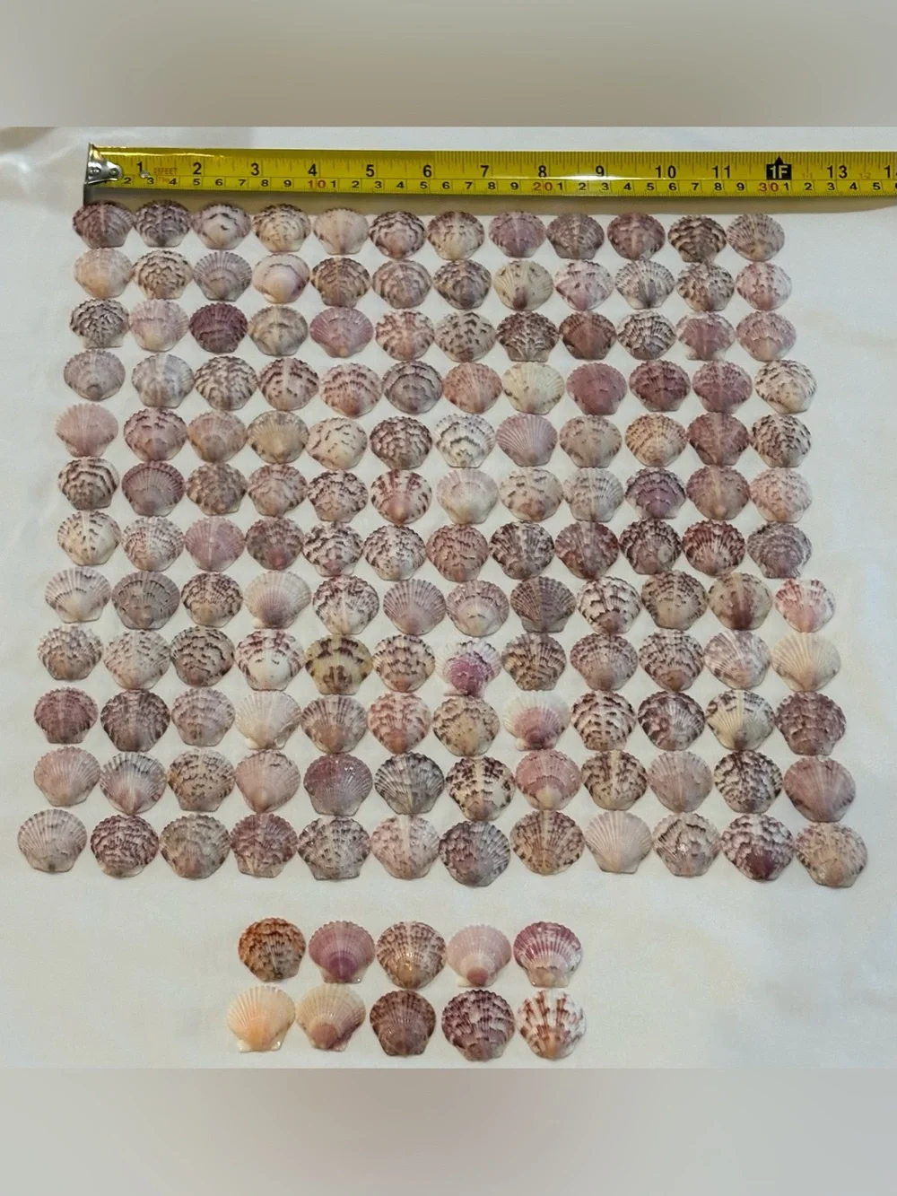 154 LOT SEA SHELLS SANIBEL FL.  SCALLOP 1